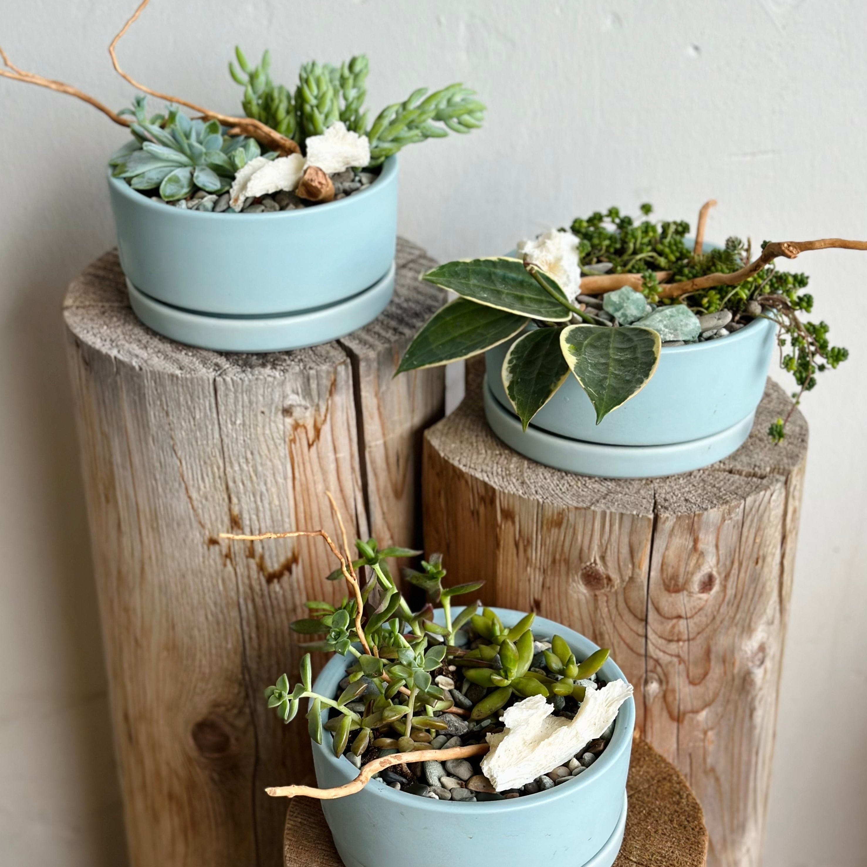 Coastal Plant Trio Moss Flower Shop