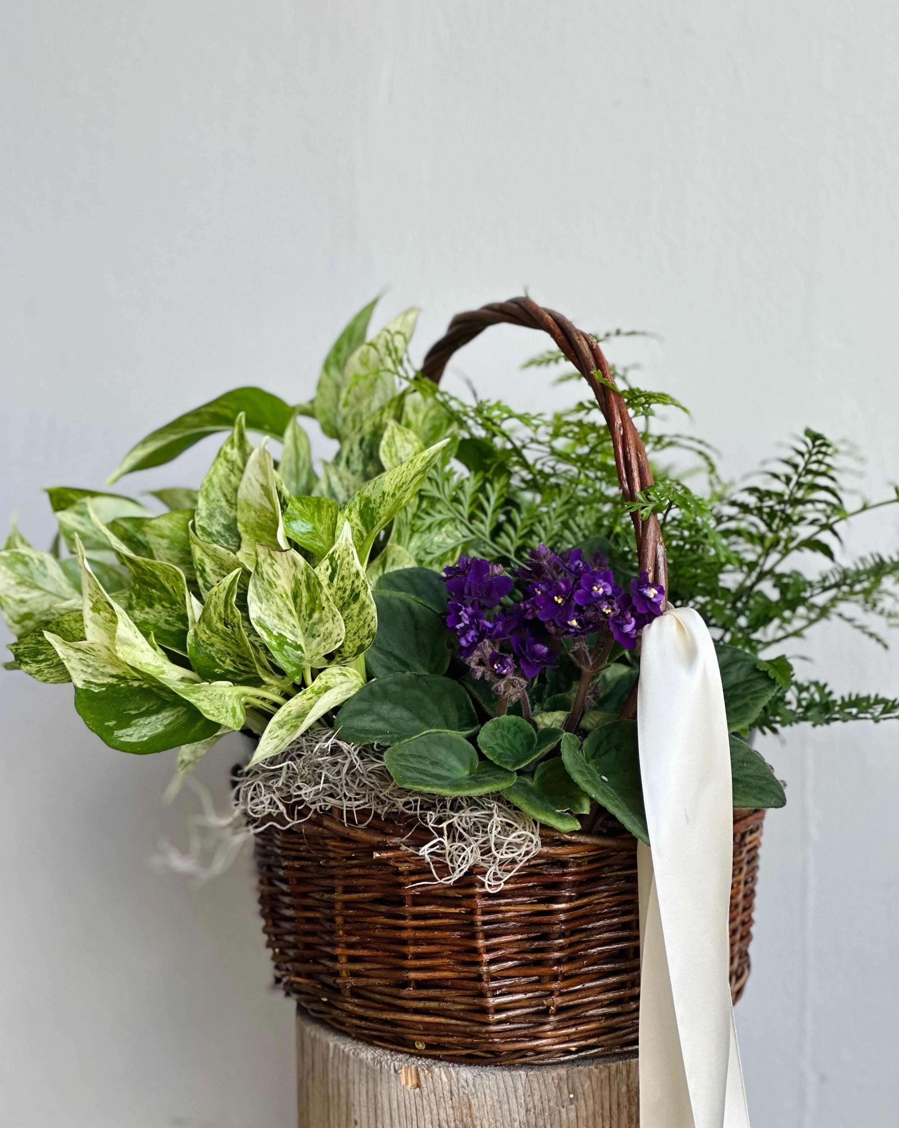 Moss Plant Basket Moss Flower Shop