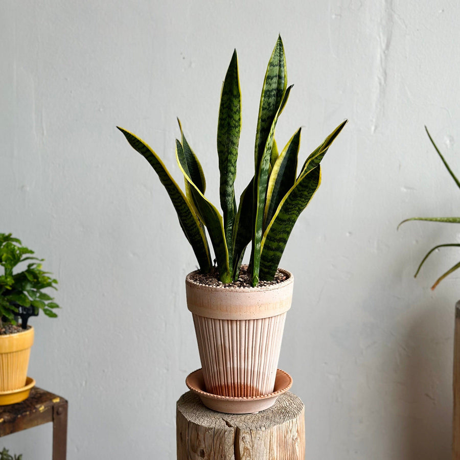 Sansevieria in Bergs Pottery
