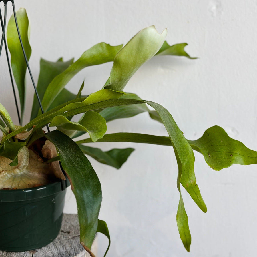 Staghorn Fern