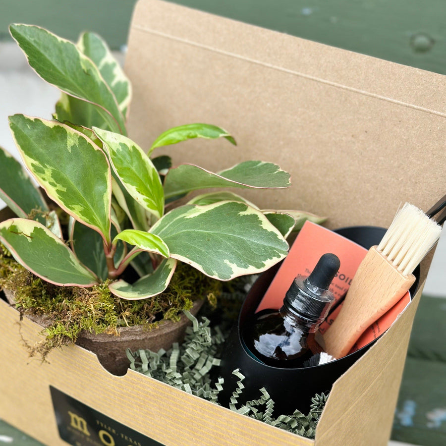 Plant Care Box