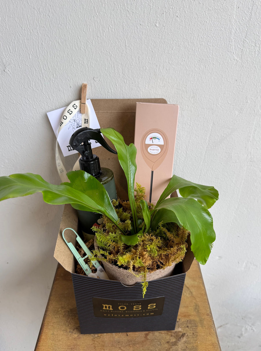 House Plant Care Box