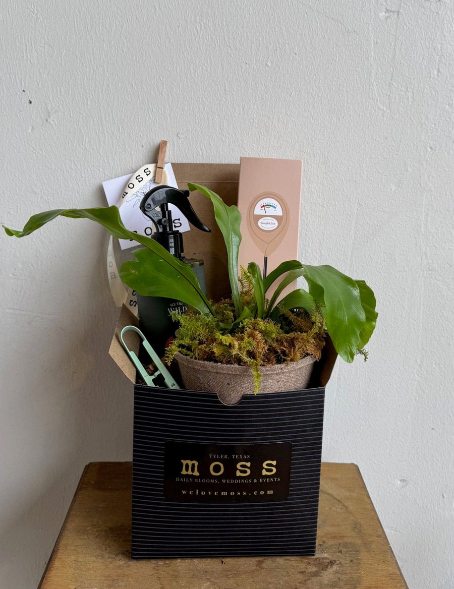 moss cover for indoor plants House Plant Care Box – Moss Flower Shop