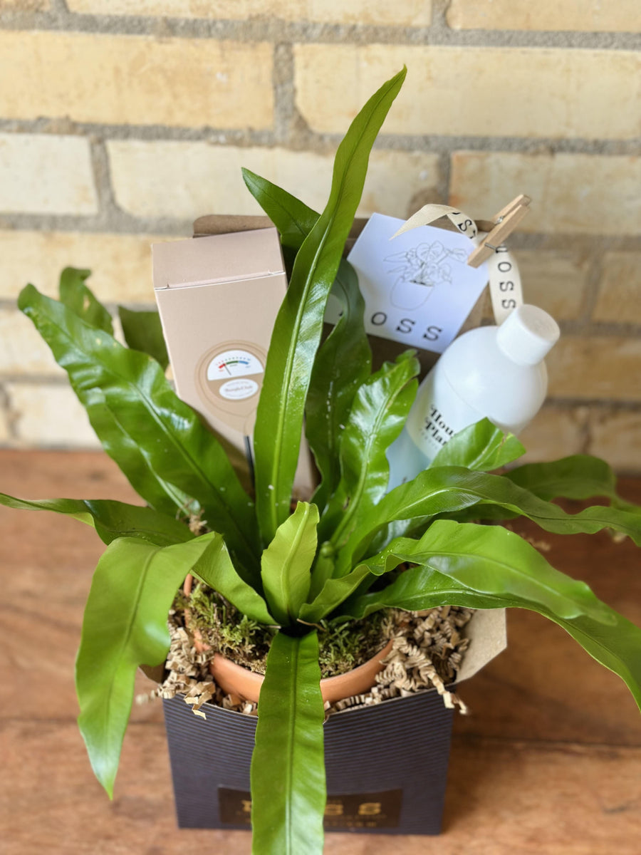 House Plant Care Box