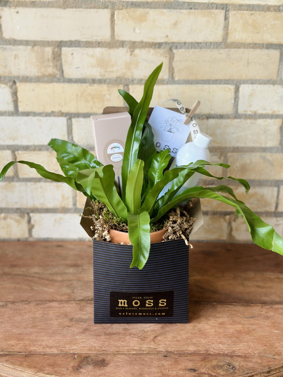 House Plant Care Box